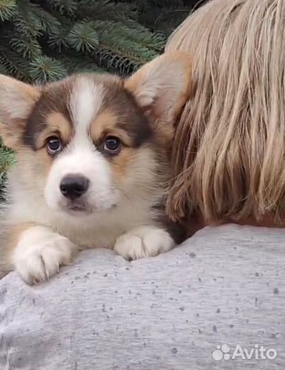 Вельш-корги щенки