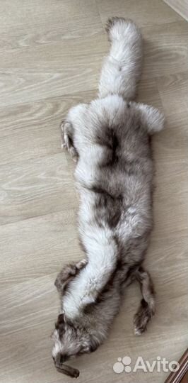 Шкурка песец