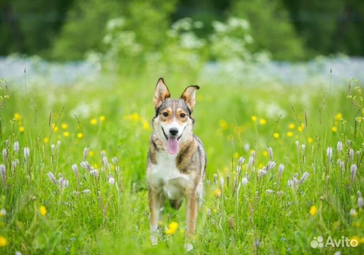 Собака/девочка. Джуля
