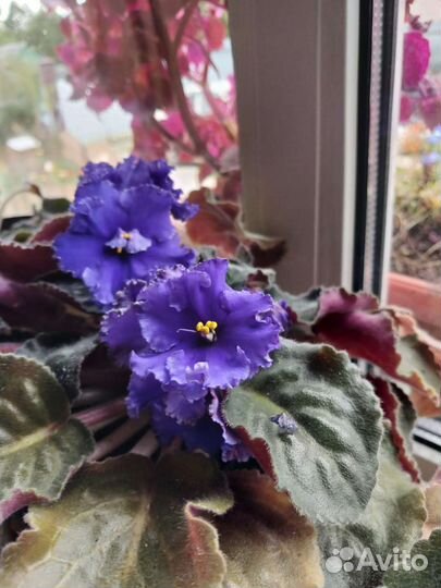 Фиалка в горшках