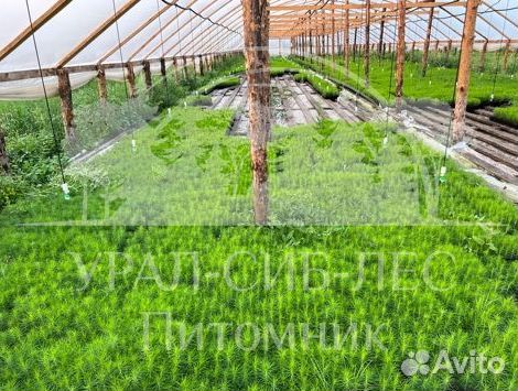 Предзаказ Голубая ель зкс сеянцы