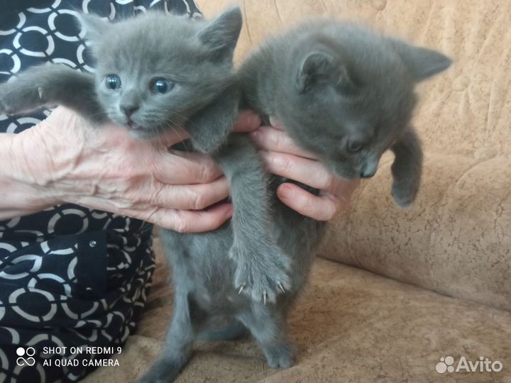 Котята- он и она