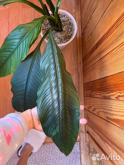 Спатифиллум сенсация