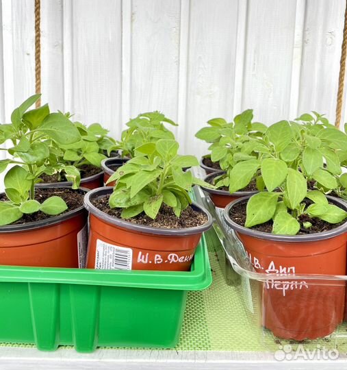 Петуния ампельная профессиональных сортов черенки