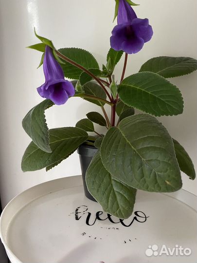 Глоксиния(тидея) синяя