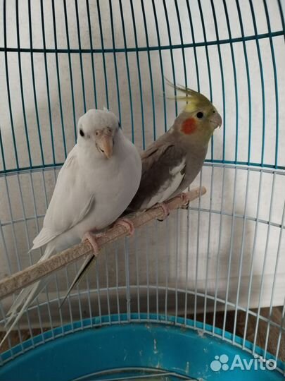 Попугай корелла с клеткой