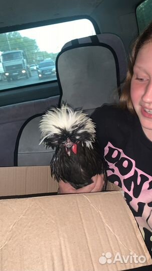 Молодой петух голладский белохохлый