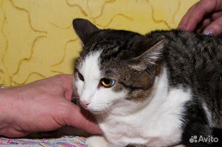 Кот в добрые руки