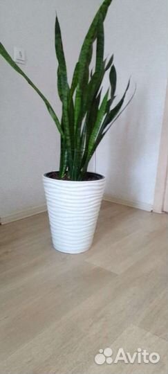 Тещин язык комнатное растение