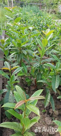 Лавровишня саженцы