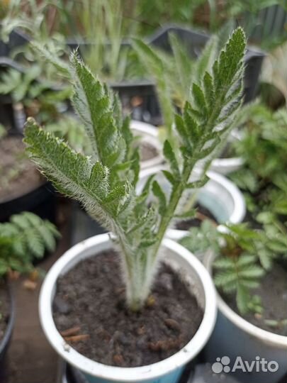 Садовый мак, бруннера, каменная роза