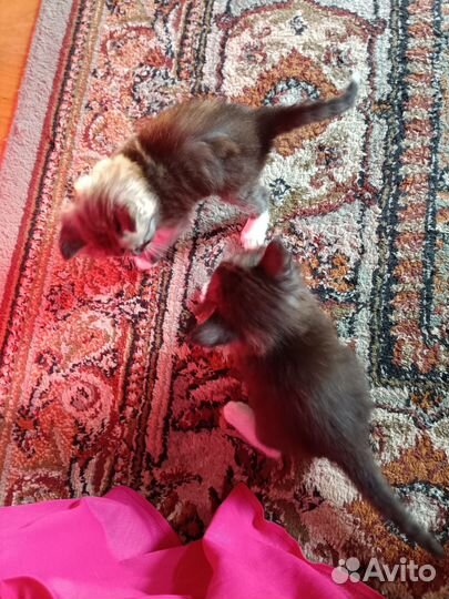 Котята в добрые руки бесплатно мальчик