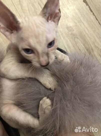 Донской сфинкс котята