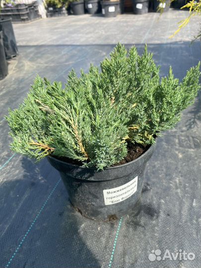 Можжевельник горизонтальный Блю Форест