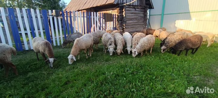Овцы бараны