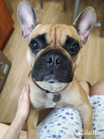 Домашняя передержка