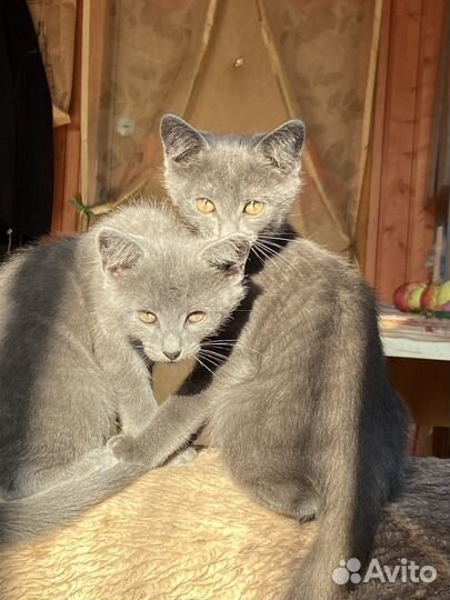Котята 2месяца