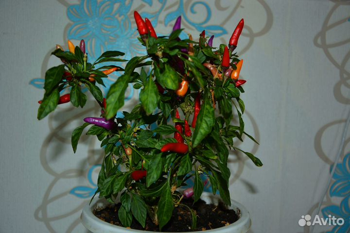 Комнатный перчик