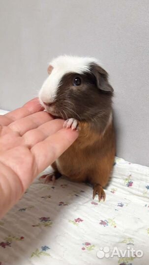 Морские свинки цветной крестед