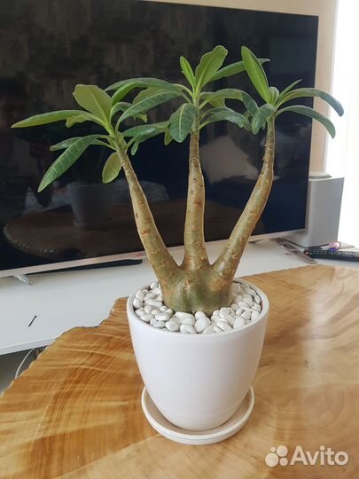 Адениум Арабикум в виде трезубца H-470мм