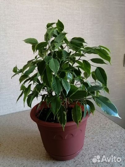 Фикус Бенджамина