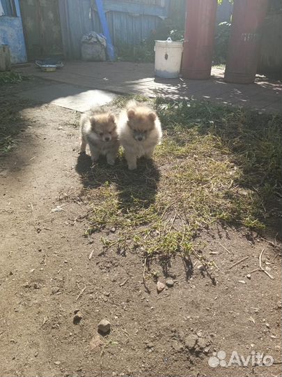 Малый немецкий шпиц щенки