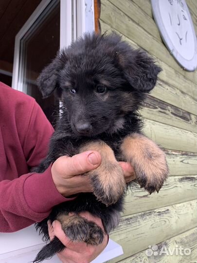 Щенки немецкой овчарки