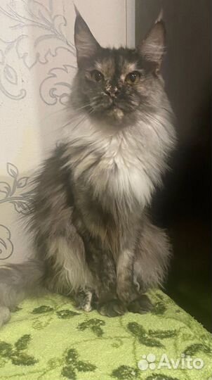 Кошечка Мейн-кун
