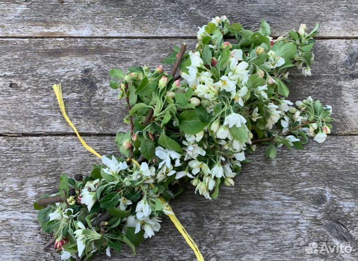 Травы для шиншилл и дегу