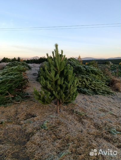 Оптом Живые Елки Сосны Лапник пихты новогодние