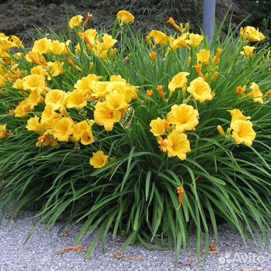 Многолетние цветы для сада