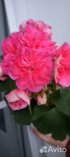 Пеларгония сортовая