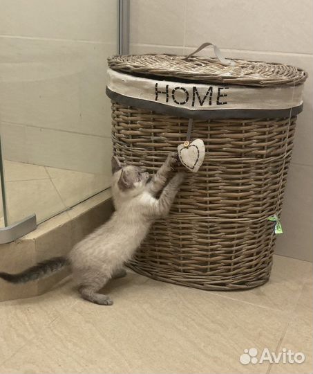 Котенок в добрые руки