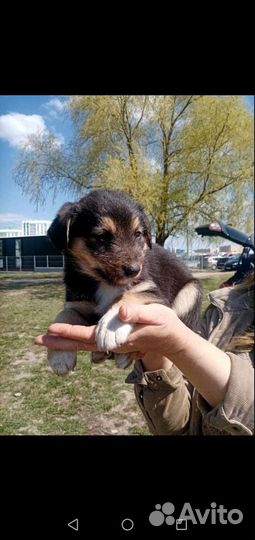 Собака в добрые руки щенок
