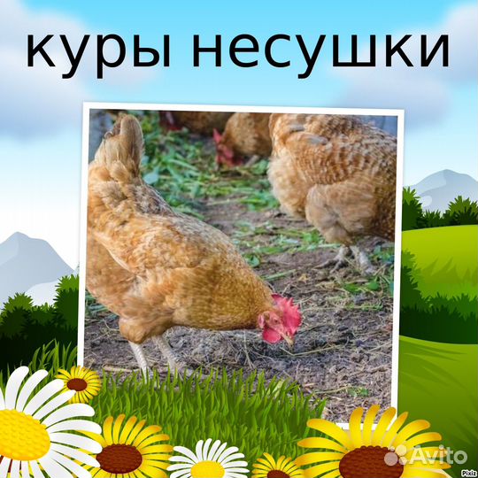 Курочки несушки