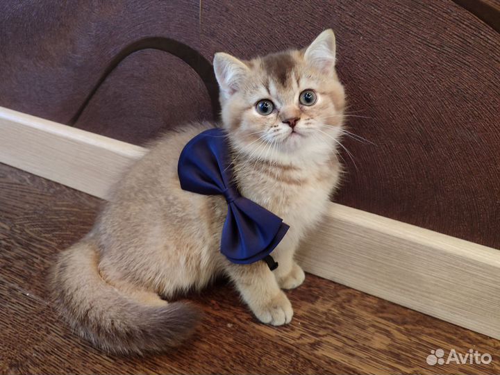 Шотладский котëнок