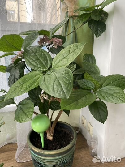 Клеродендрум томпсон