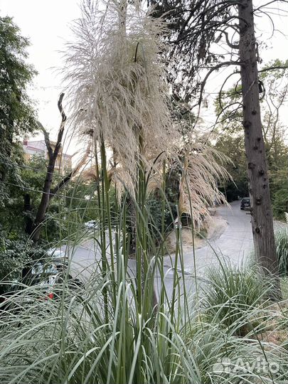 Пампасная трава декор