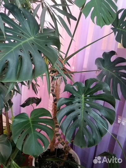 Цветы большие для офиса или дома