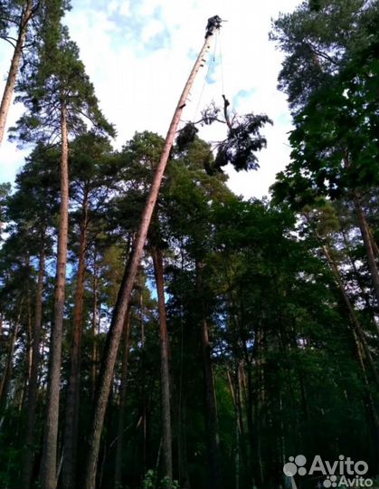 Спил деревьев