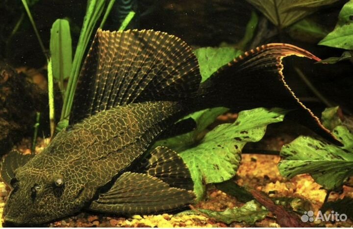 Парчовый птеригоплихт