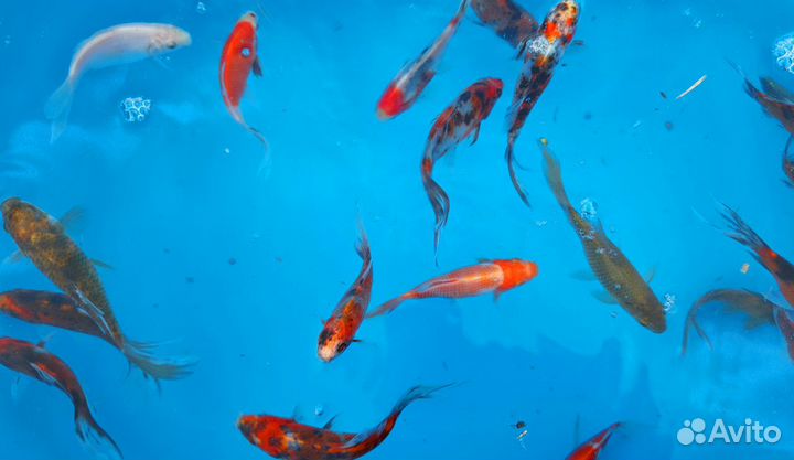 Кометы, Шубункины