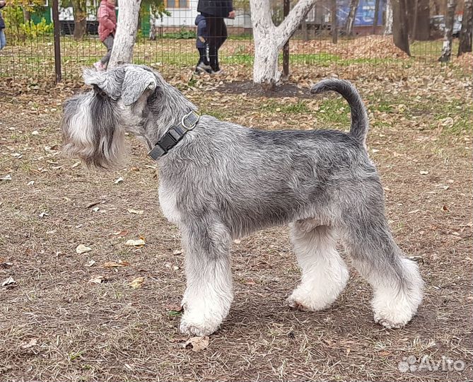 Цвергшнауцер кобель для вязки перец с солью