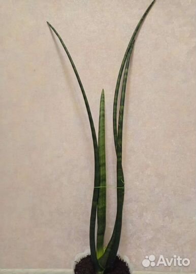 Сансивиерия