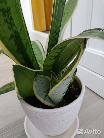Сансевиерия ханни крем (детка)