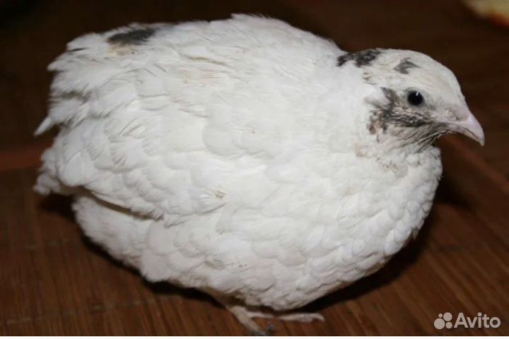 Перепел техасский