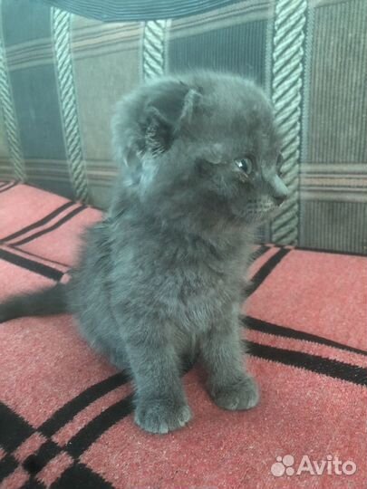 Британский котенок