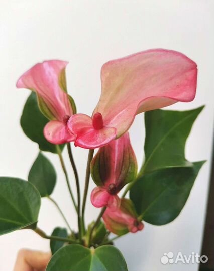 Антуриум матата