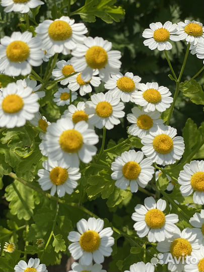 Пиретрум. Многолетняя ромашка