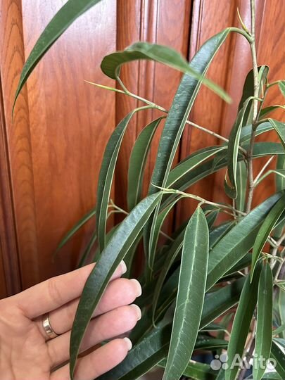 Фикус Али и фикус Саманта